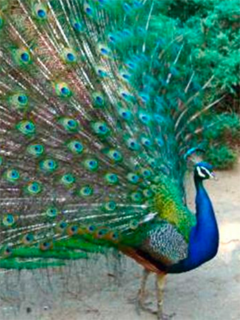 Peacock